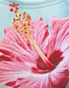 Hibiscus Wave Blue