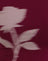 Burgundy Blurred Rose
