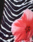 Contrast Binding Floral Zebra