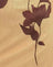Flower Yellow Brown