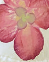 Ivory with Pink Orchid