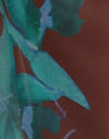  Brown with Blue Desert Rose