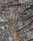 Mesh Forest Camo