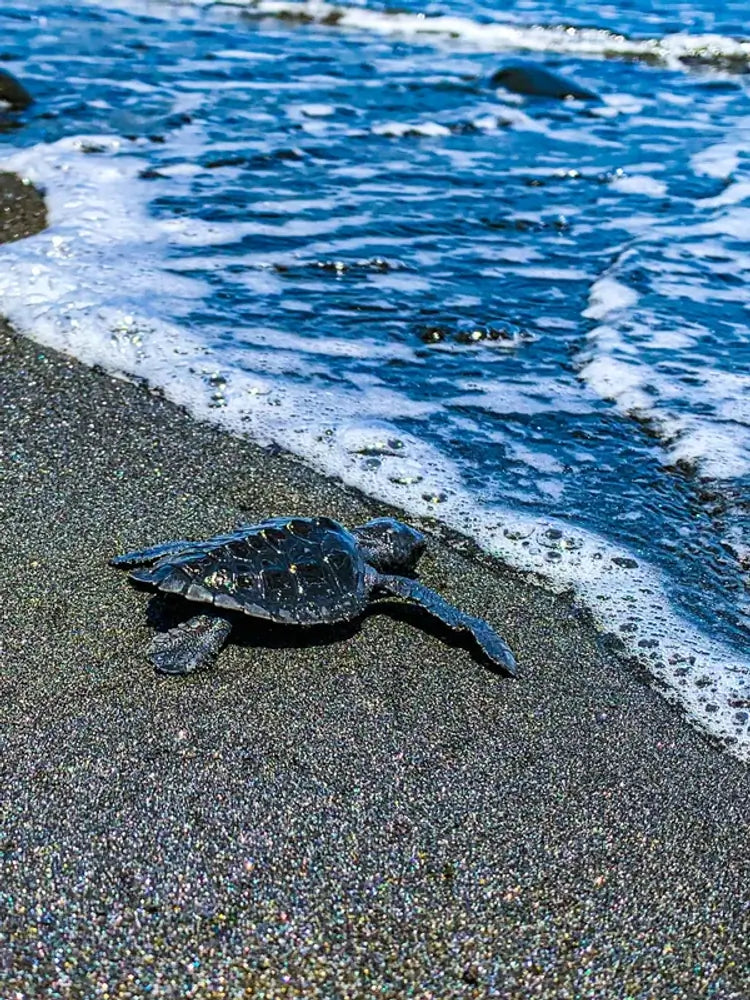 Sea Turtle Release