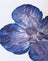 Ivory with Blue Orchid