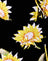Sunny Days Black