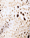 SandLeopard