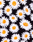 Daisy Love Black